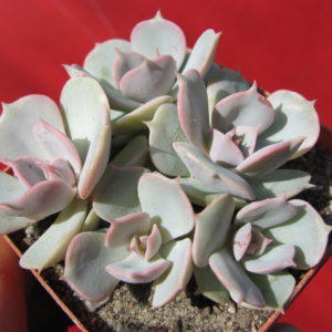 Echeveria    hybr.