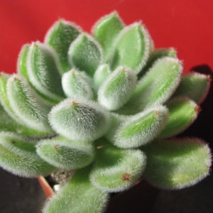 Echeveria    Doris   Taylor