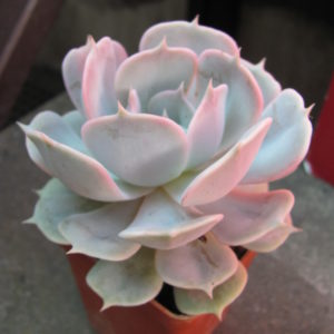 Echeveria    hybr.