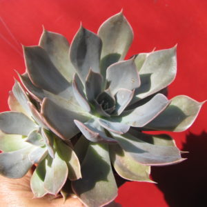 Echeveria    Linda   Jane