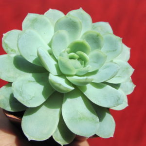 Echeveria     Snow  Ball