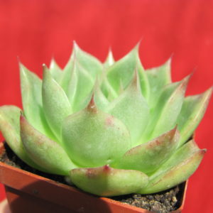 Echeveria    hybr.