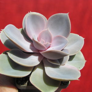 Echeveria   Perle   von   Nurnberg