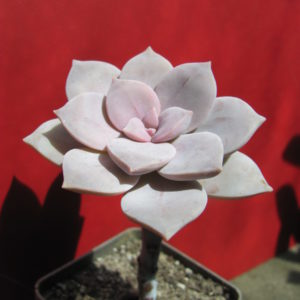 Graptopetalum   superbum