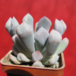 Echeveria    Cupid
