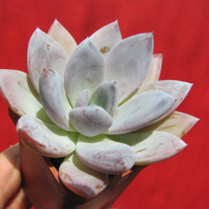 Echeveria    Brumes