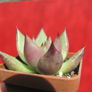 Echeveria    Romeo  x  Rubin