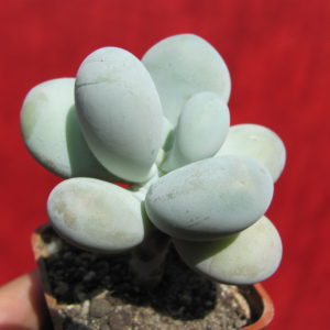 Pachyphytum   oviferum