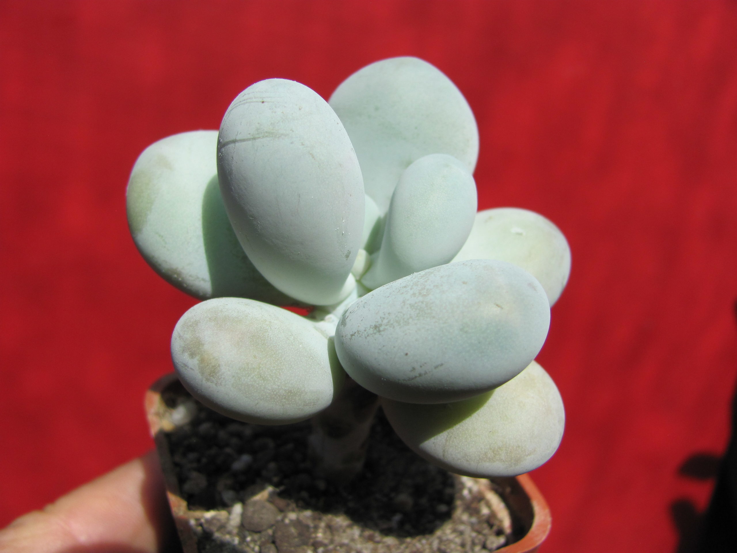 Pachyphytum   oviferum