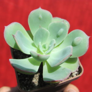 Echeveria    Raindrops  x  Parva