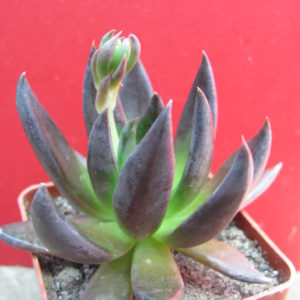 Echeveria    Black   Knight