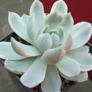 Echeveria    *Royal   Chrysanthemum*   variegata