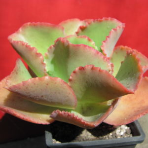 Echeveria    Dick  Pink