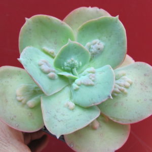 Echeveria    Paul   Bunyan