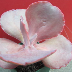 Echeveria     Bittersweet