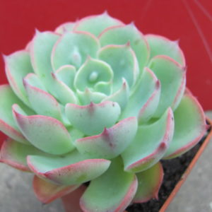 Echeveria     Raindrops