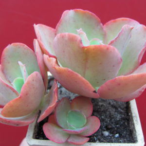 Echeveria  Aguarius   Red