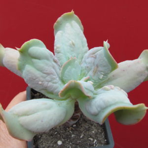 Echeveria    Culibra