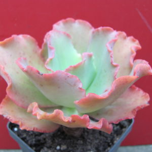 Echeveria    Aguarius   Red