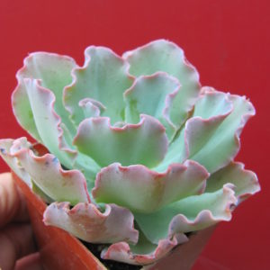 Echeveria    Blue   Curls