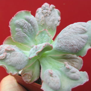 Echeveria    Linguas