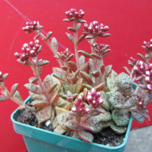 Crassula    picturata