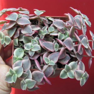 Crassula   pellucida   variegata