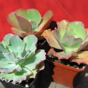 Echeveria      3 разом