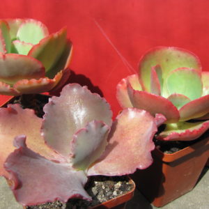 Echeveria     3 разом