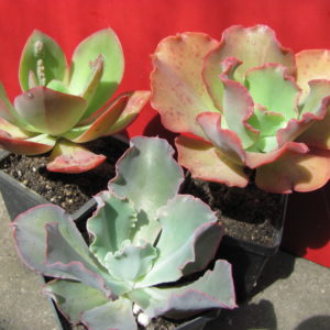 Echeveria      3 разом