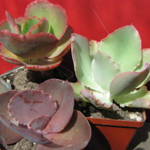 Echeveria     3 разом