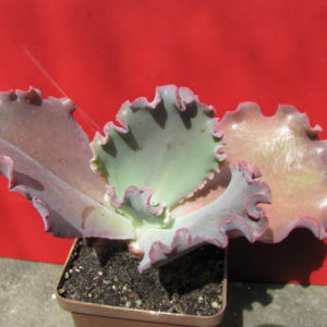 Echeveria    Silveron   Red