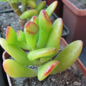 Crassula   ovata   *Gollum*