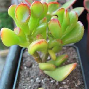 Crassula   ovata     *Gollum*