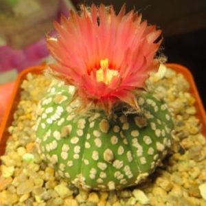 astrophytum super kabuto rote blute