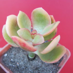 Crassula   Hummels   Sunset