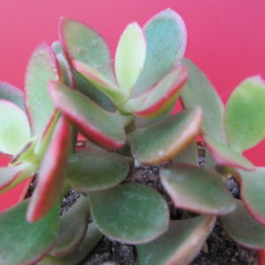 Crassula   Hummels   Sunset