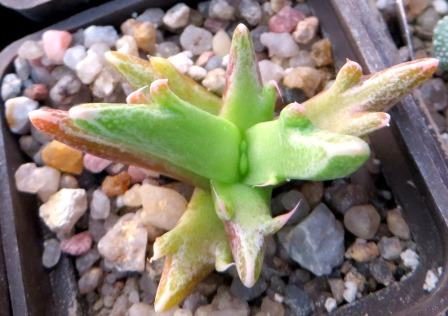 faucaria select