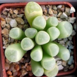 fenestraria rhopalophylla