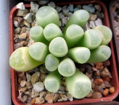 fenestraria rhopalophylla