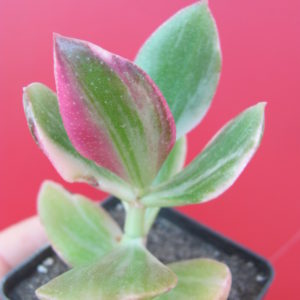Crassula   ovata   variegata