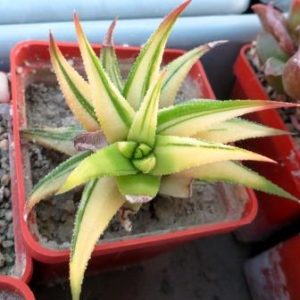 haworthia radula variegata