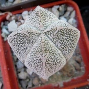 astrophytum onzuka v type