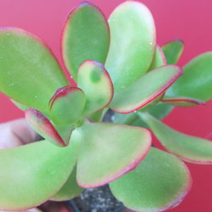 Crassula  ovata