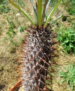 pachypodium geayi