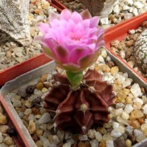 gymnocalycium friedrichii