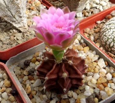 gymnocalycium friedrichii