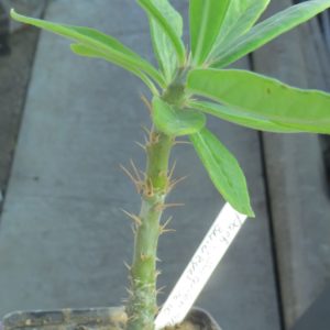 pachypodium succulentum
