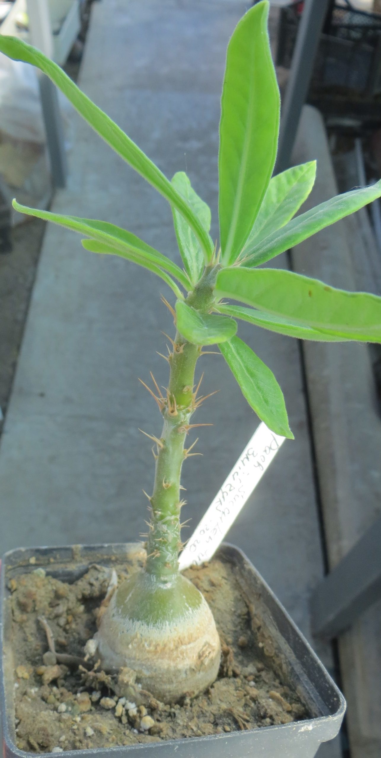 pachypodium succulentum