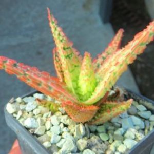 aloe hybrid super Тай